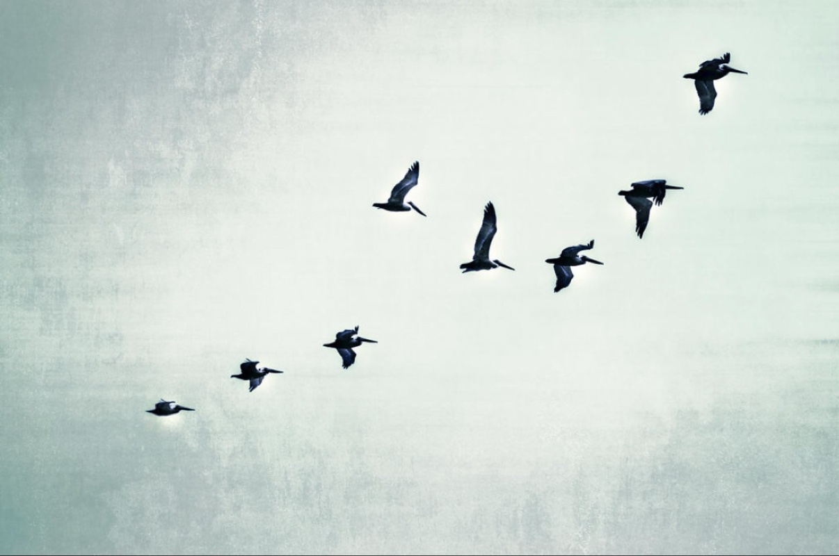 Pelicans in flight